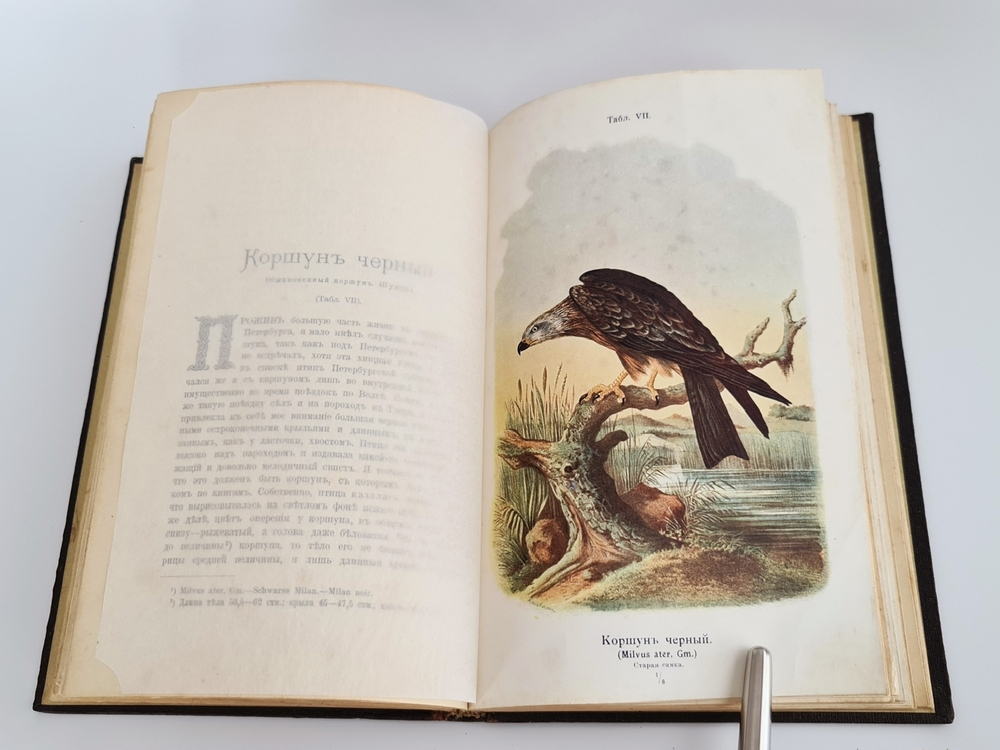"Пернатые хищники. Популярные очерки из мира русских хищных птиц". Д.Н.Кайгородов. 1906 г.