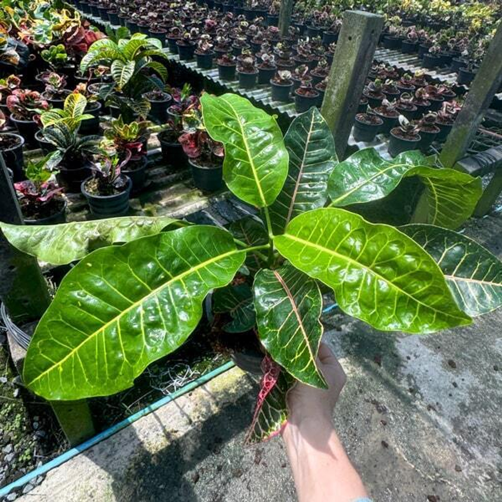 Кротон BUA KHAO