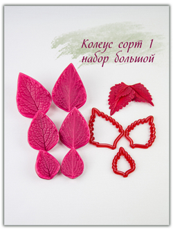 Колеус. Сорт 1