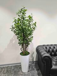 Бересклет 160см в высоком белом кашпо