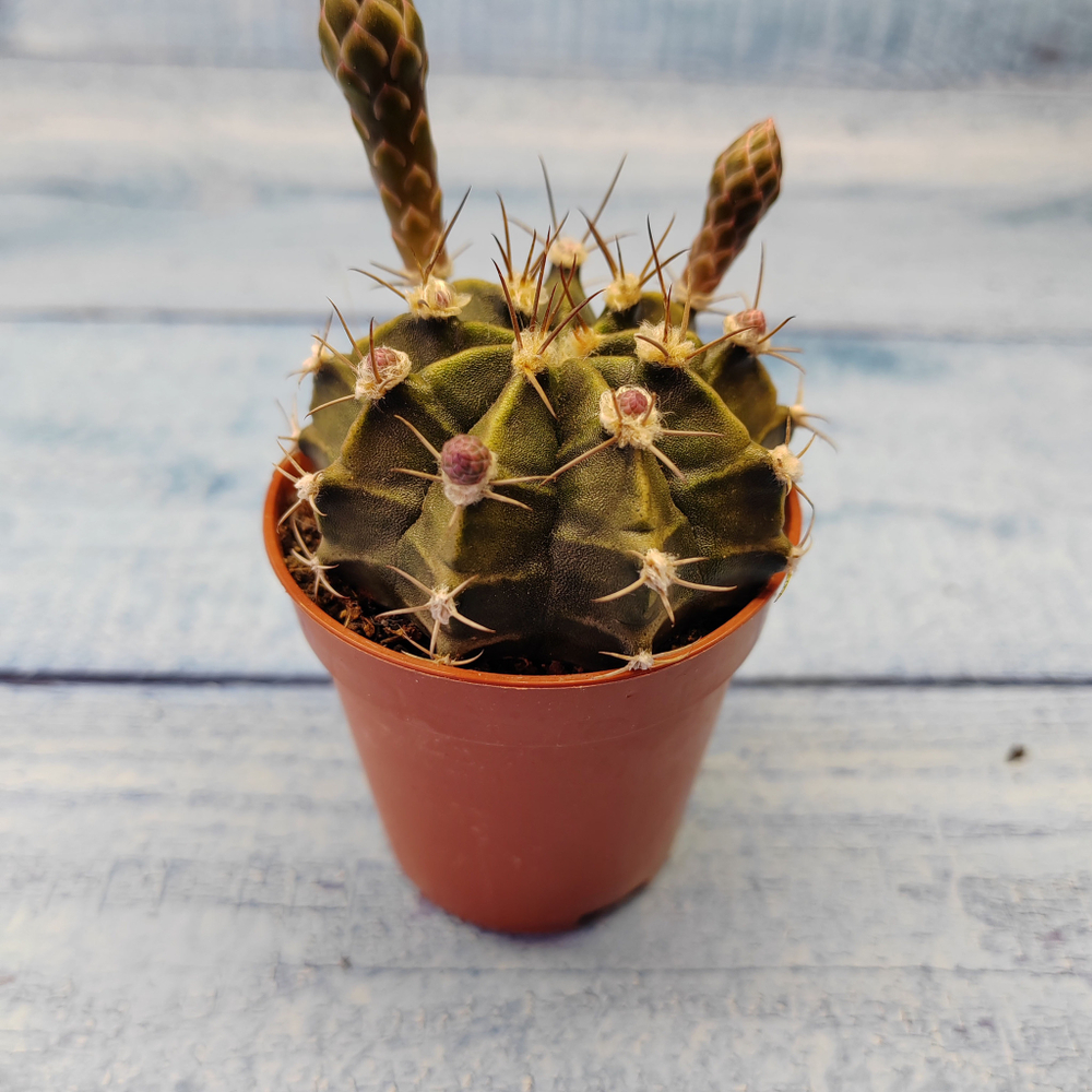 Gymnocalycium Friedrichii (Гимнокалициум)