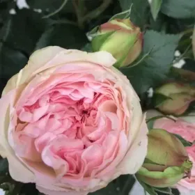 Розы чайно-гибридные