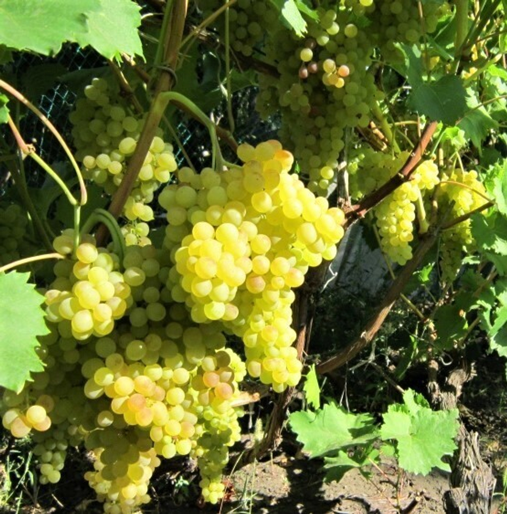Виноград Кишмиш 342 1шт