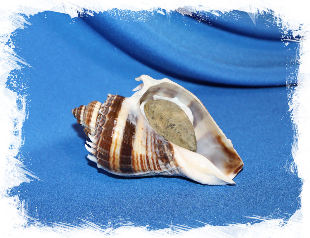 Ракушка Мелонгена корона (Melongena corona) Купить