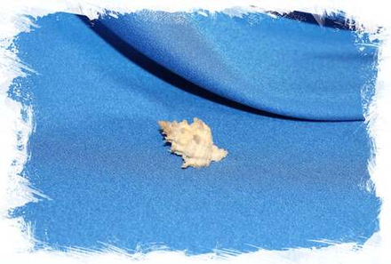 Ракушка Бабеломурекс (Раковина Babelomurex) 1шт. 2,7см.