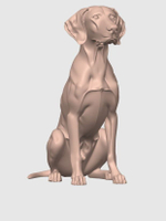 Немецкая короткошерстная легавая
