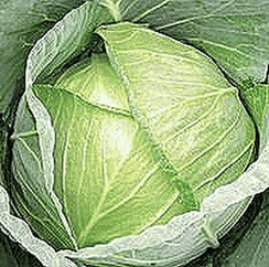 Форсаж F1 семена капусты белокочанной (Гавриш)