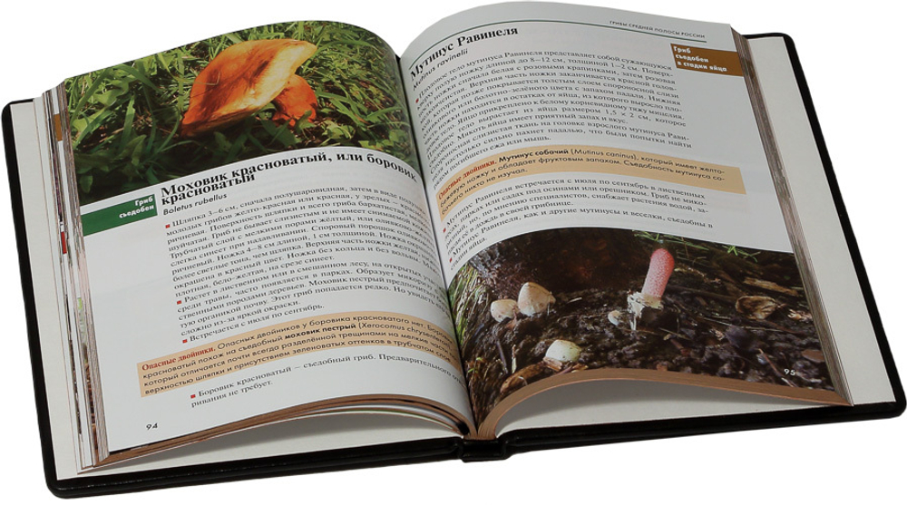 Грибы средней полосы России