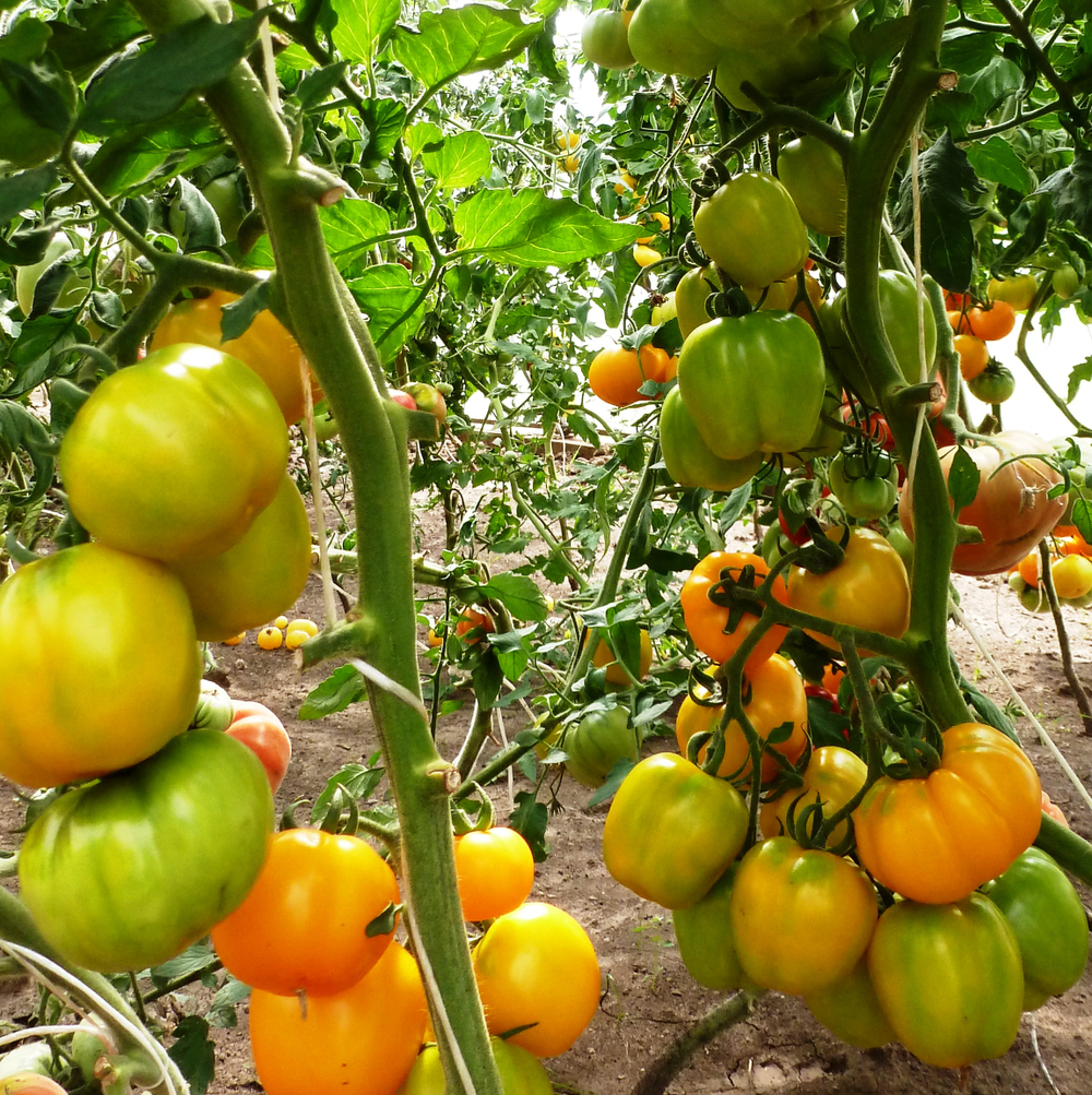 Помидоры Yellow Stuffer