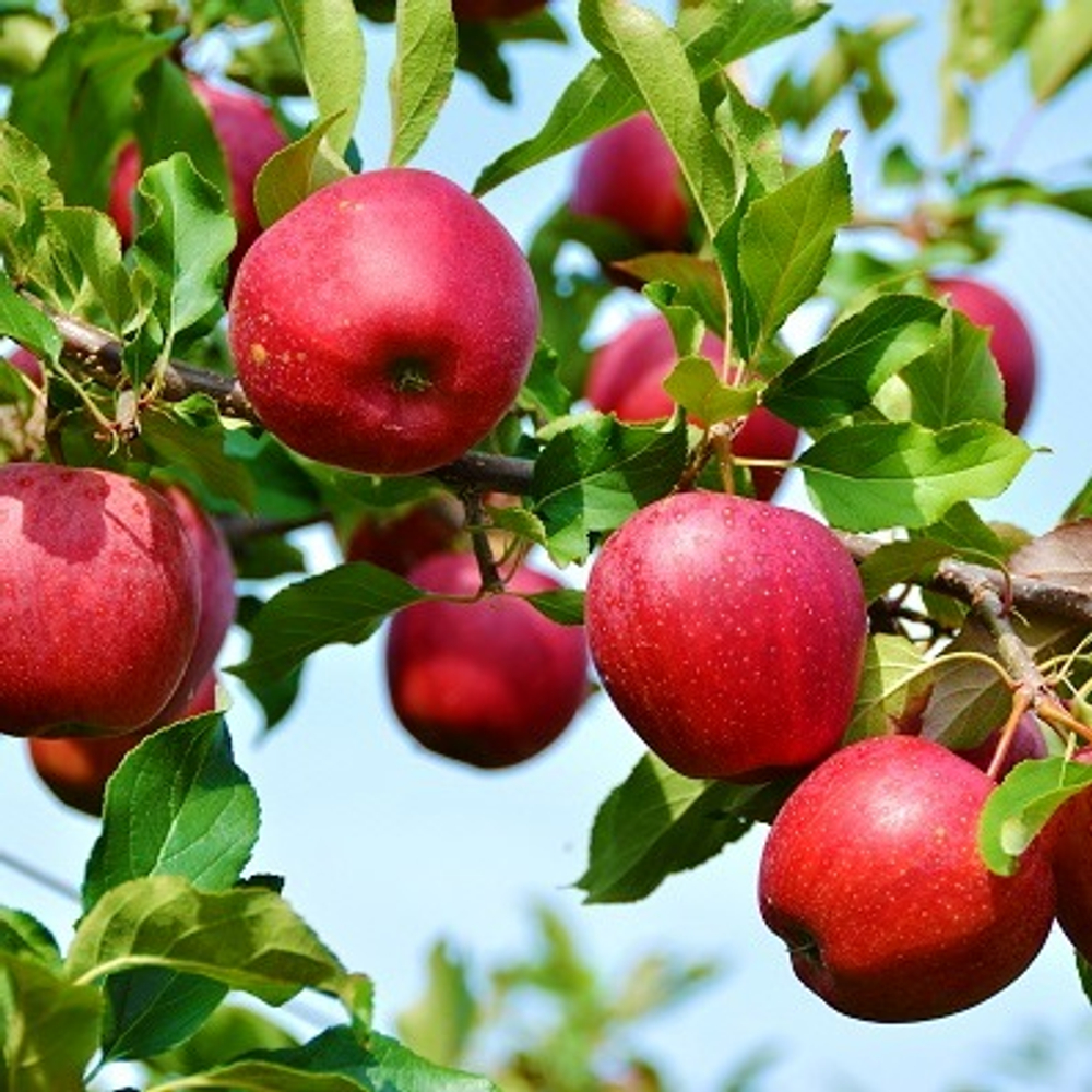 Яблоня Экранное осеннее