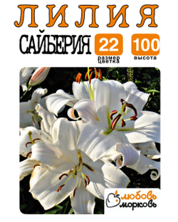 Лилия Луковица, Сайберия, восточная, разбор 22/24, 1 шт