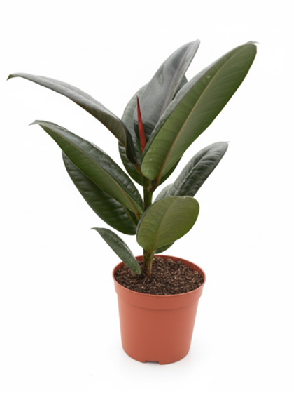 Фикус Flower Kong д.11