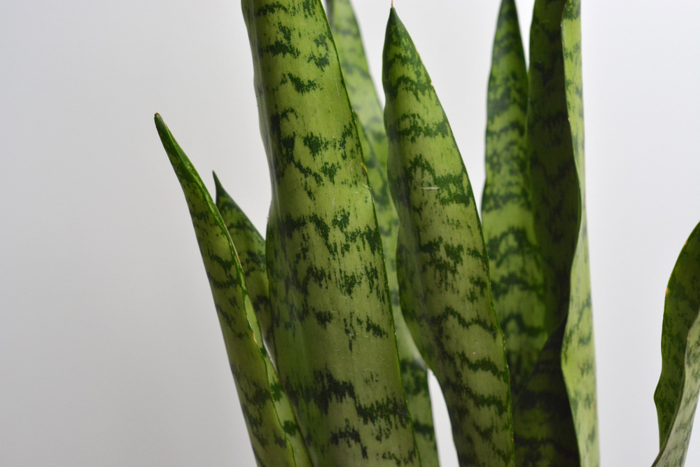 Сансевиерия Зейланика / Sansevieria Zeylanica