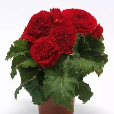 S2358 Бегония клубневая AmeriHybrid Ruffled Red 5 шт.
