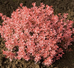 Барбарис Тунберга Инспирейшн С3 Закупка М60 июнь 2026