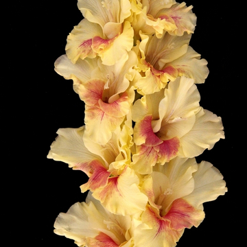 Гладиолус крупноцветковый Фаленопсис