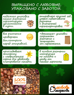 Гиацинт Луковицы цветы, Дельфт Блю, 5 шт