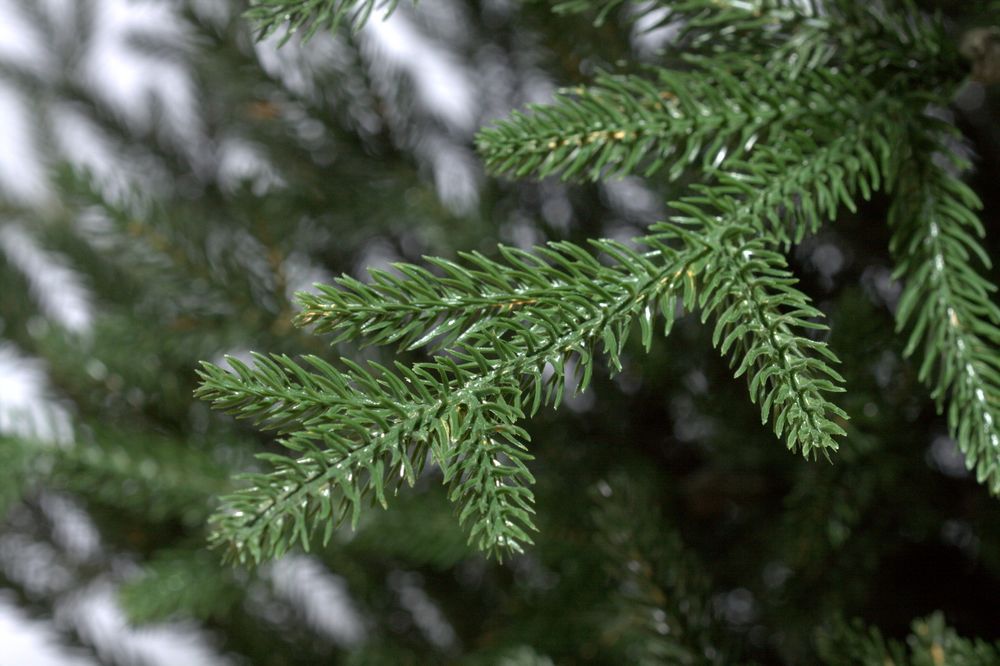 Ель искусственная «Адель» (Литая хвоя) 230 см / 2,3 м