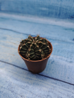 Gymnocalycium Friedrichii (Гимнокалициум)