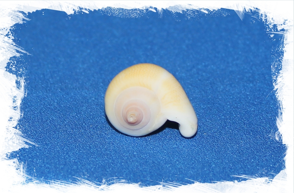 Стромбус Канариум, 4-6см, 1шт