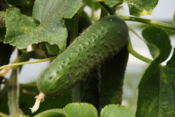 Огурец СВ 4097 ЦВ F1 (50шт) Витагрин Профи