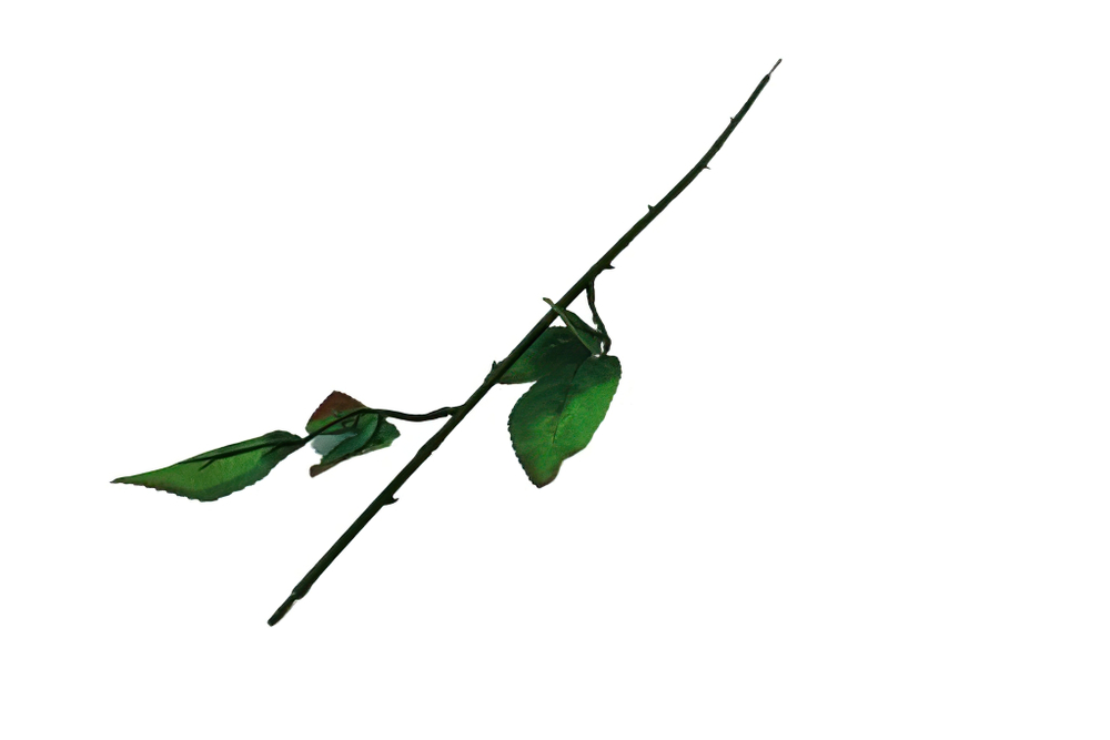 Нога с листом розы
