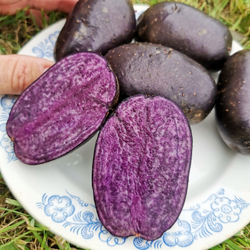 10 клубней картофеля Блек Ин Блек