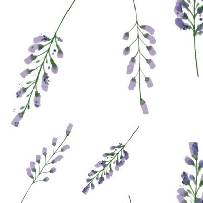 Лаванда. Фиолетовые мелкие цветы