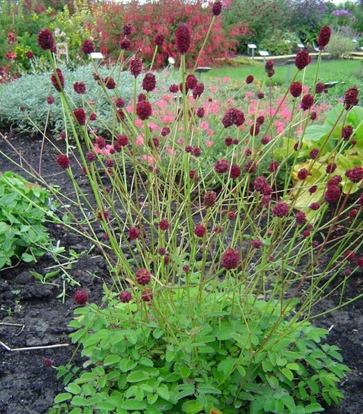 Кровохлебка Tанна С2 Закупка М39 июнь 2026