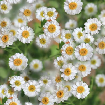 Хризантема девичья