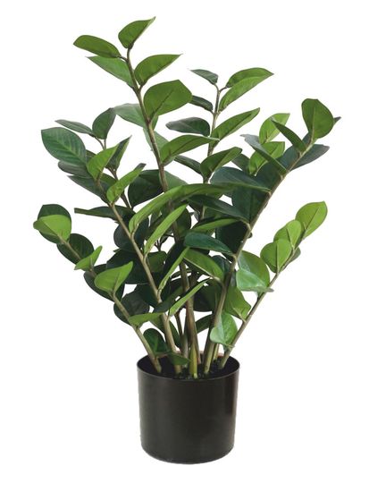 Экзотические растения