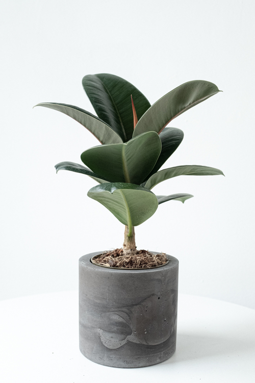 Фикус Эластика София