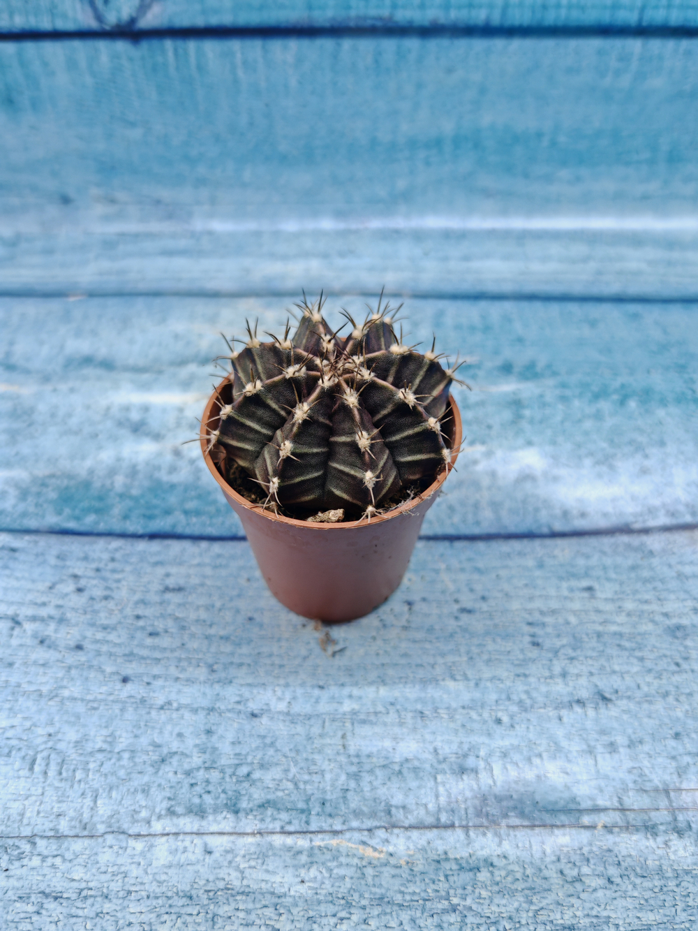 Gymnocalycium Friedrichii (Гимнокалициум)