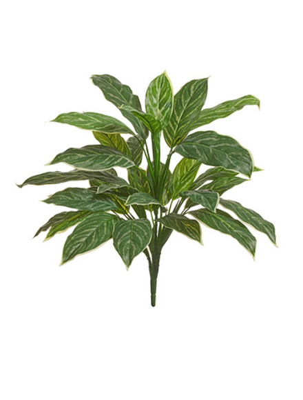 Аглаонема Страйпс куст большой бело-зелёный