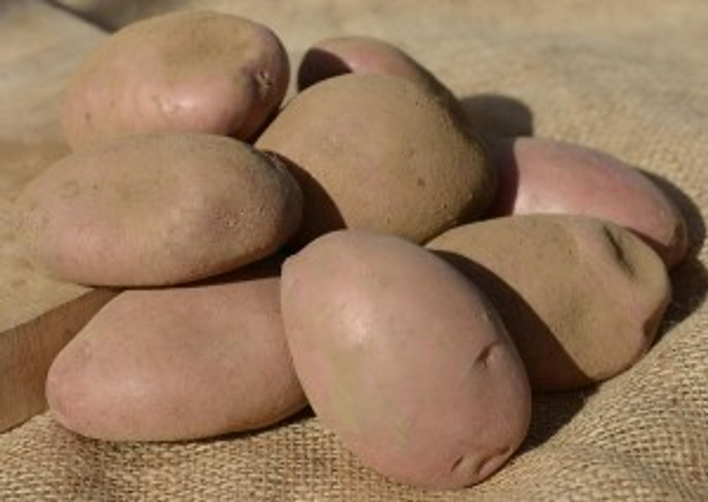 Картофель семенной Сарпо Аксона, Sarpo Axona комплект из 10 клубней