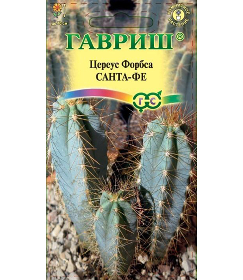 Цветы-ком-Циперус-Форбса-Санта-Фе-5шт-Гавриш