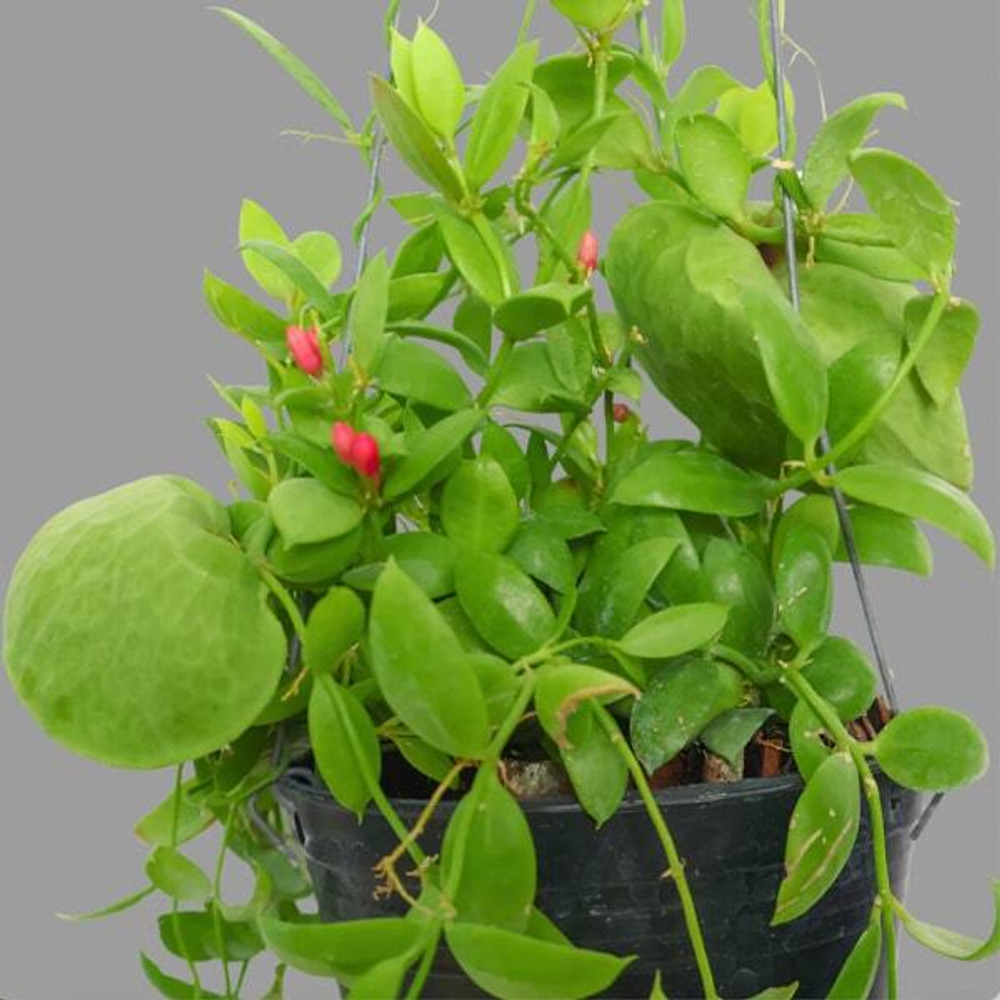 Дисхидия PECTENOIDES VIDALII BECC