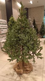 Искусственная ель на ножке «Датская» (хвоя Литая) 150 см / 1.5 м