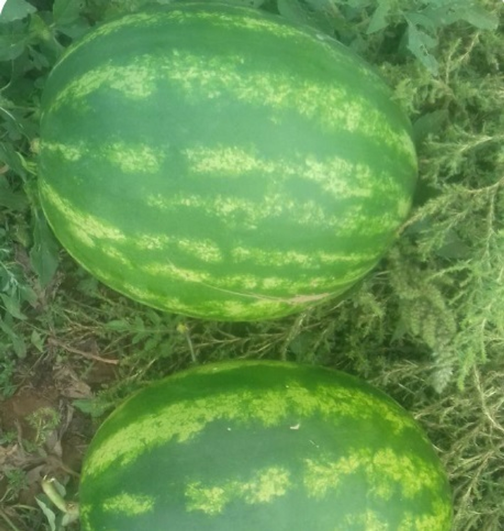 Тюрк F1 семена арбуза (Sakata / Саката)