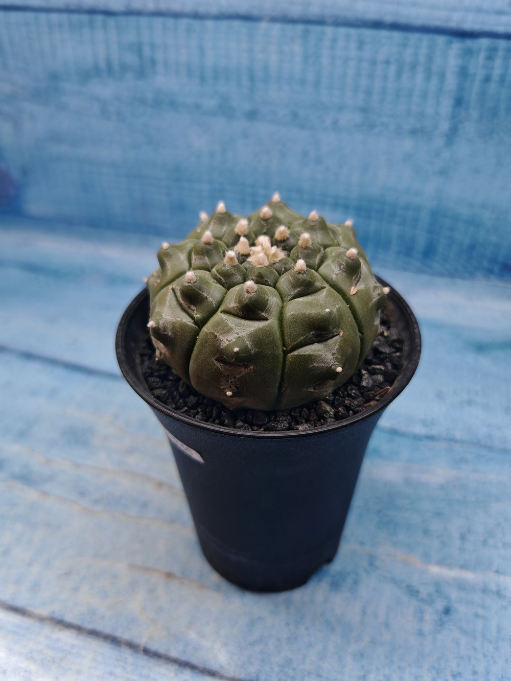 Astrophytum Asterias (Астрофитум)