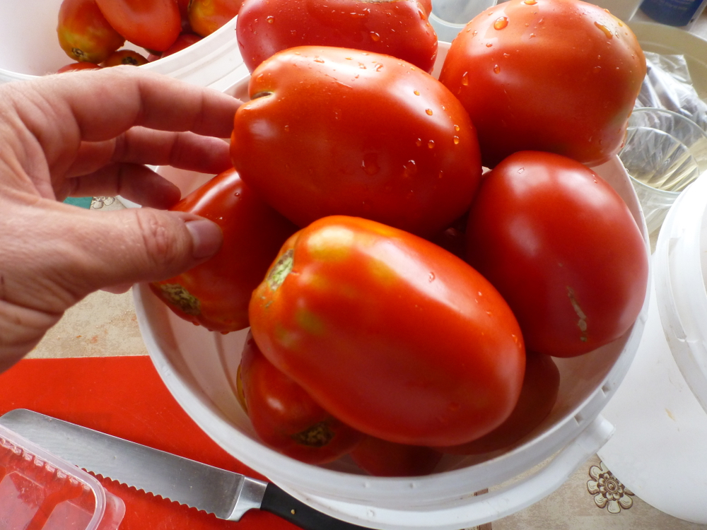 Помидоры - Amos Coli - Амос Коли