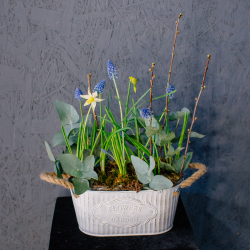 131. Весенняя романтичная композиция с луковичными мускари и нарциссами