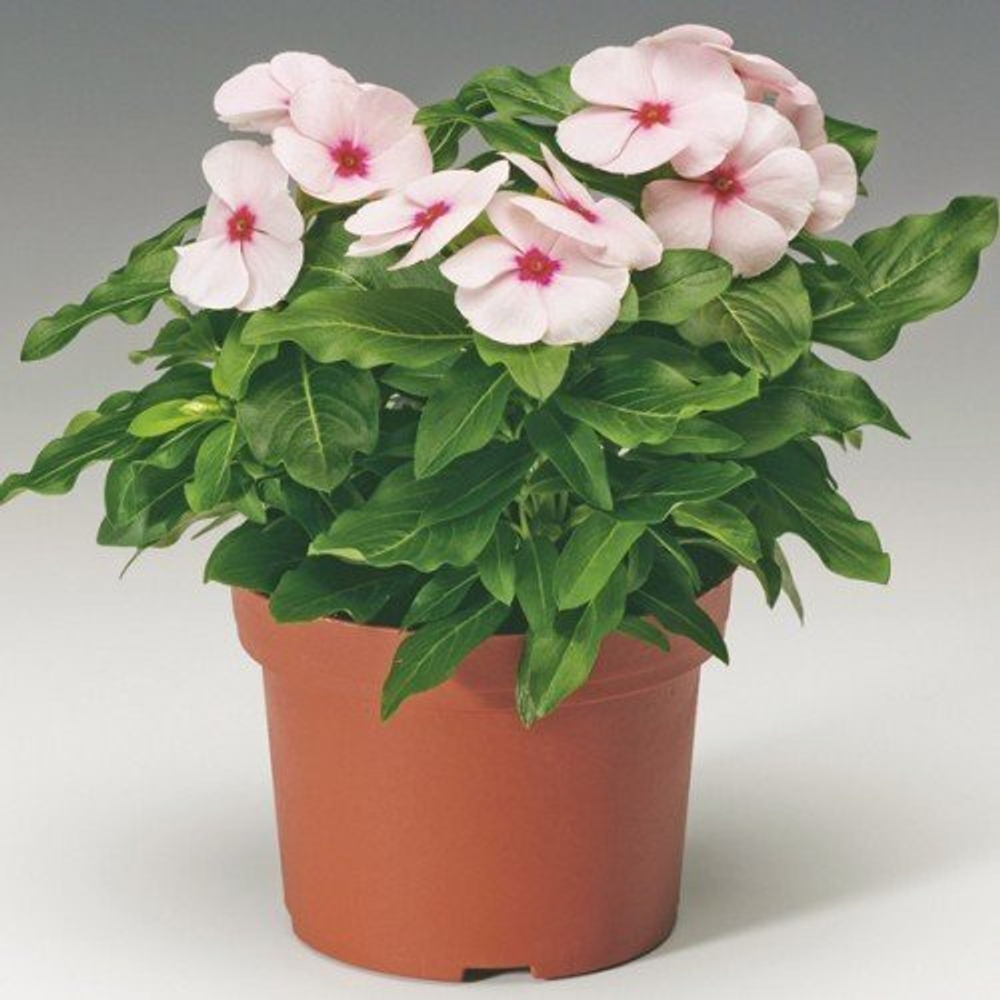 Катарантус Саншторм Эприкот (100шт) Витагрин Профи