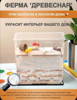 Муравьиная ферма с муравьями в подарок «Древесная»