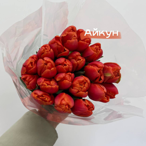 Тюльпаны красные Айкун 1шт поштучно