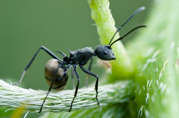 Polyrhachis - муравьи-ткачи