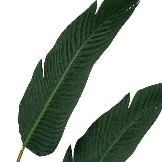 Банановое дерево куст высота 180