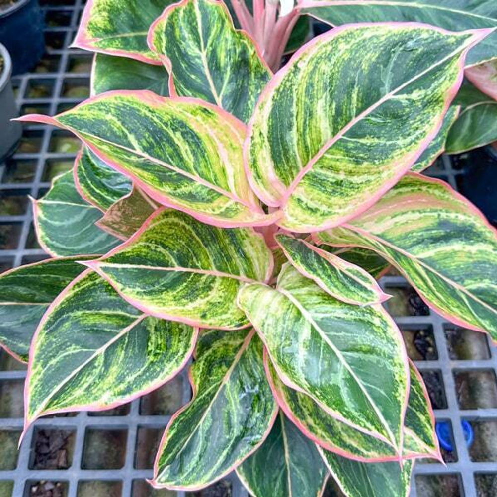 Аглаонема PINKY PIE