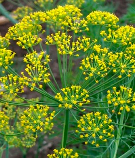 Натуральное эфирное масло Укроп, Pranarom