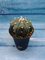Astrophytum Asterias (Астрофитум)